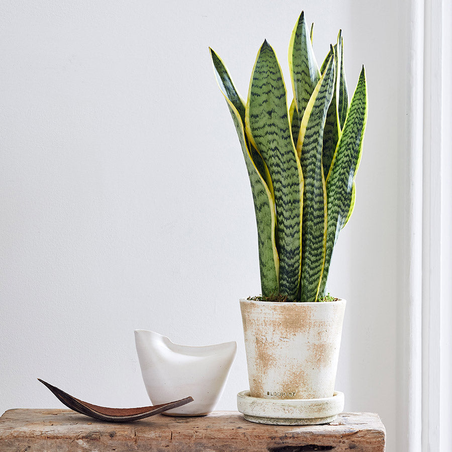 White Bird Vase