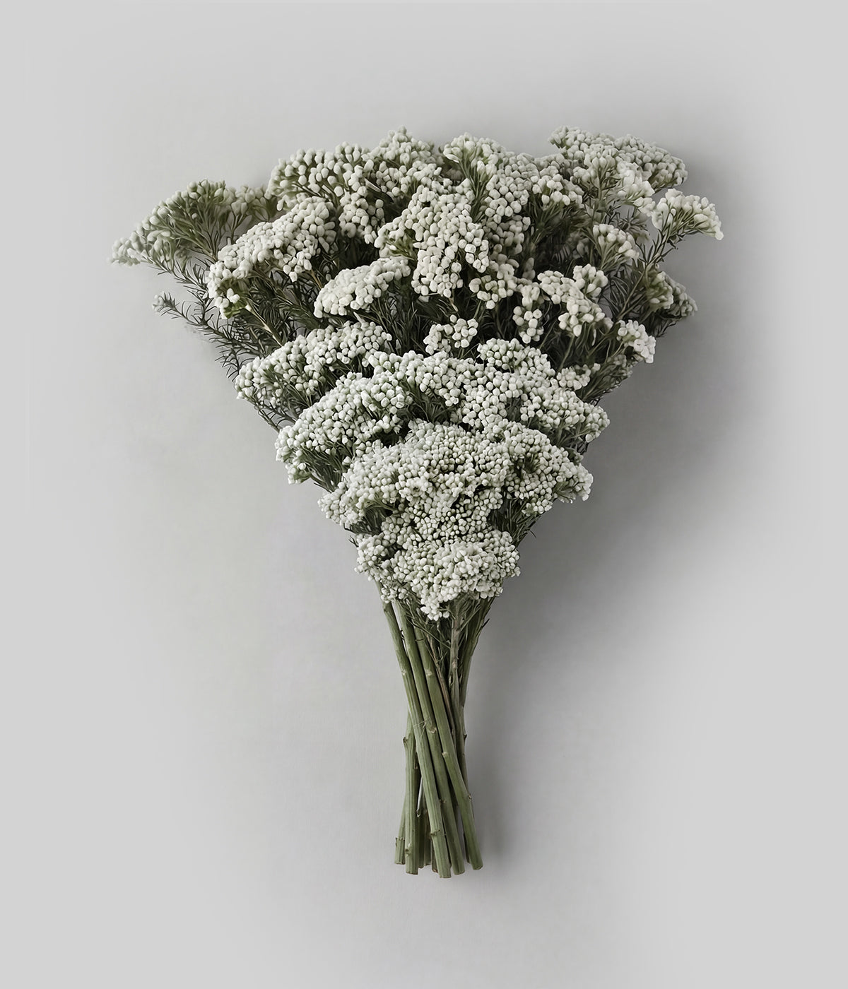 Preserved White Rice Flower Stem Bunch